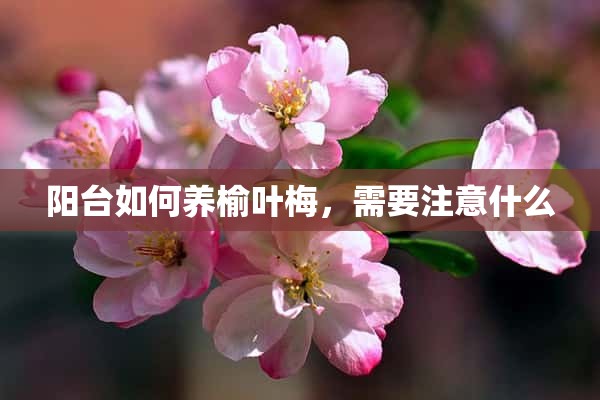 阳台如何养榆叶梅，需要注意什么