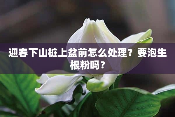 迎春下山桩上盆前怎么处理？要泡生根粉吗？