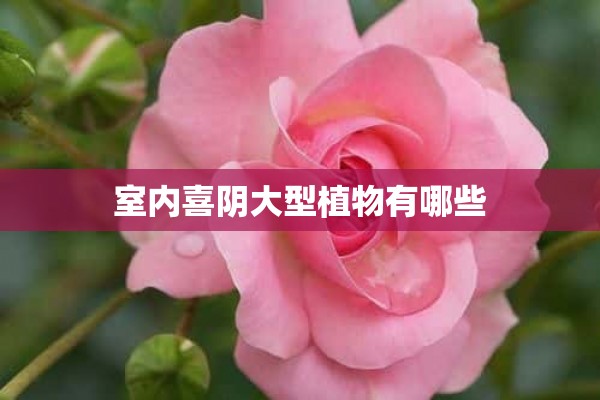 室内喜阴大型植物有哪些