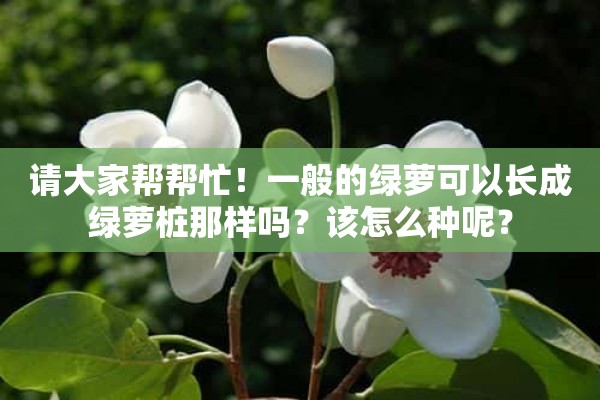 请大家帮帮忙！一般的绿萝可以长成绿萝桩那样吗？该怎么种呢？