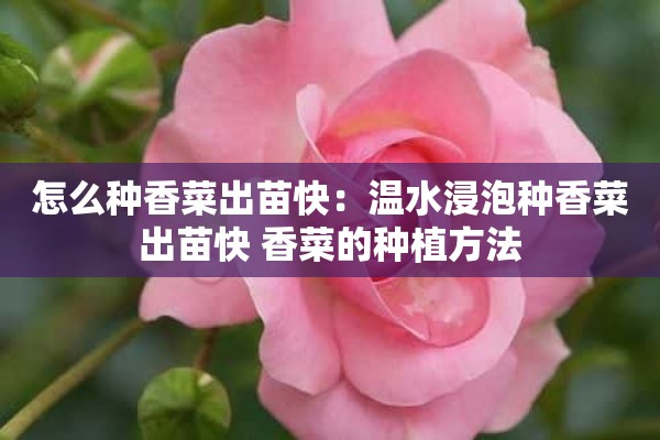 怎么种香菜出苗快：温水浸泡种香菜出苗快 香菜的种植方法