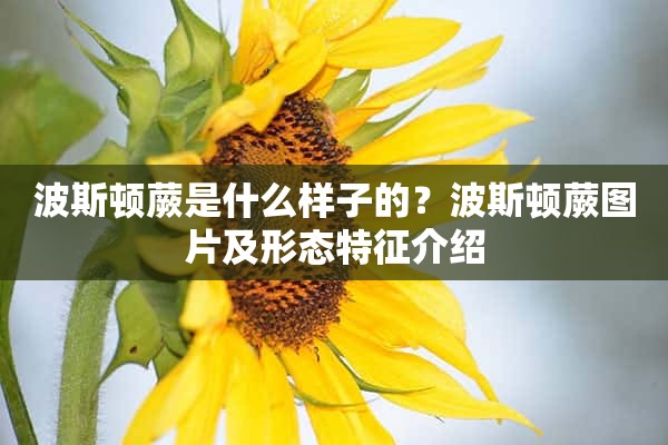 波斯顿蕨是什么样子的？波斯顿蕨图片及形态特征介绍