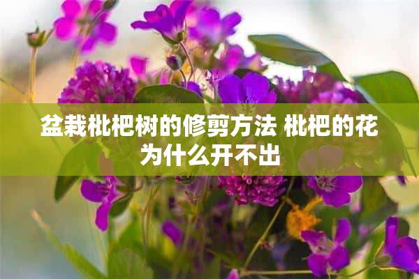 盆栽枇杷树的修剪方法 枇杷的花为什么开不出