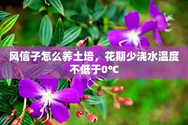 风信子怎么养土培，花期少浇水温度不低于0℃