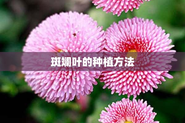 斑斓叶的种植方法