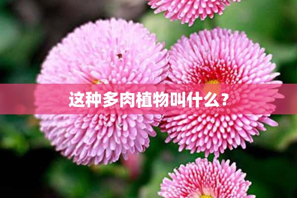 这种多肉植物叫什么？