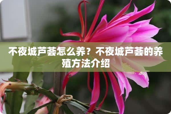 不夜城芦荟怎么养？不夜城芦荟的养殖方法介绍