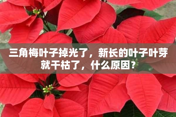 三角梅叶子掉光了，新长的叶子叶芽就干枯了，什么原因？