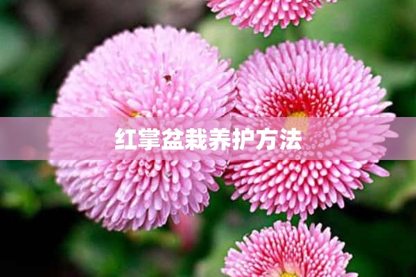 红掌盆栽养护方法