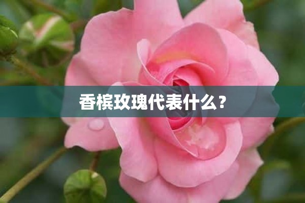 香槟玫瑰代表什么？