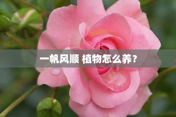 一帆风顺 植物怎么养？