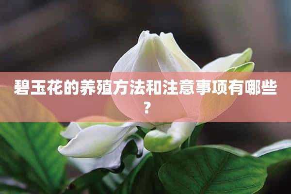 碧玉花的养殖方法和注意事项有哪些？