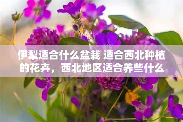 伊犁适合什么盆栽 适合西北种植的花卉，西北地区适合养些什么花