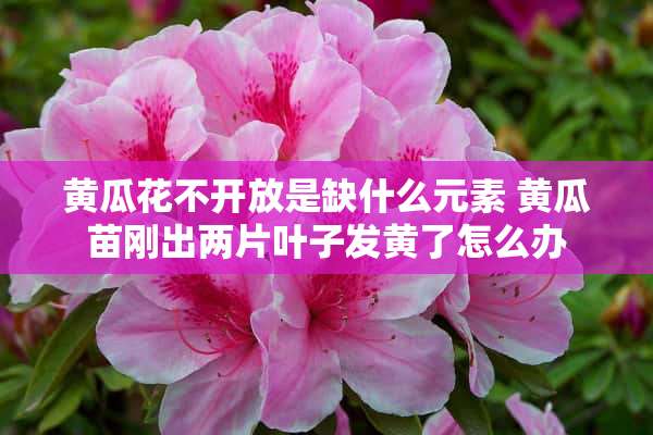 黄瓜花不开放是缺什么元素 黄瓜苗刚出两片叶子发黄了怎么办