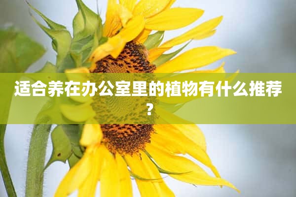 适合养在办公室里的植物有什么推荐？