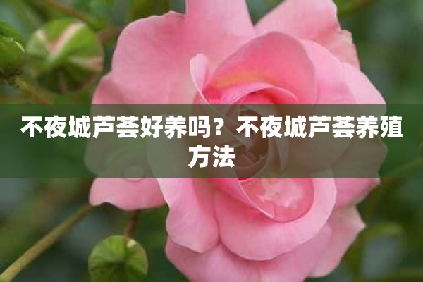 不夜城芦荟好养吗？不夜城芦荟养殖方法