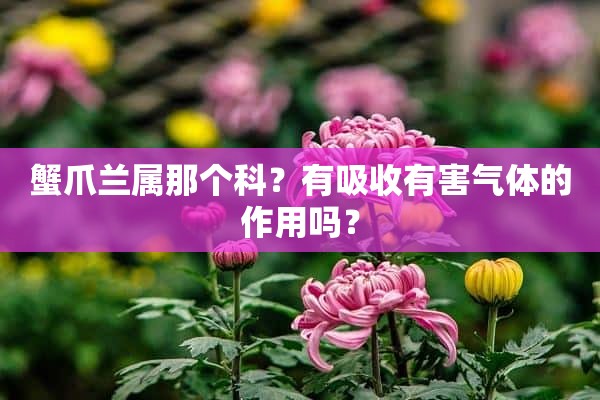 蟹爪兰属那个科？有吸收有害气体的作用吗？