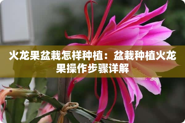 火龙果盆栽怎样种植：盆栽种植火龙果操作步骤详解