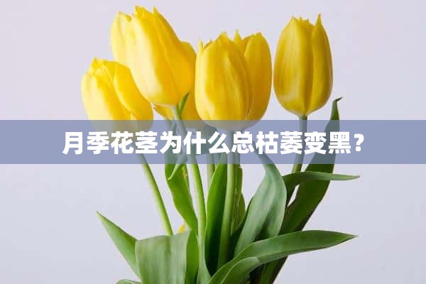 月季花茎为什么总枯萎变黑？