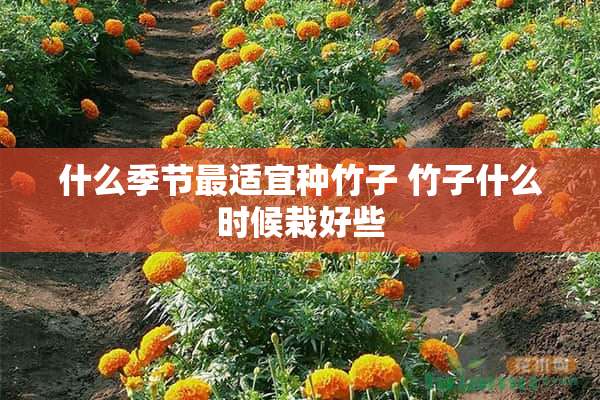 什么季节最适宜种竹子 竹子什么时候栽好些