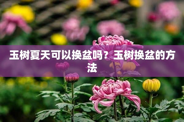 玉树夏天可以换盆吗？玉树换盆的方法