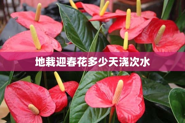 地栽迎春花多少天浇次水