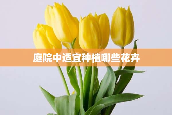 庭院中适宜种植哪些花卉