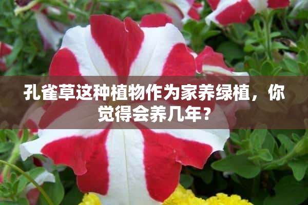 孔雀草这种植物作为家养绿植，你觉得会养几年？