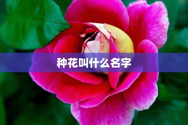 种花叫什么名字