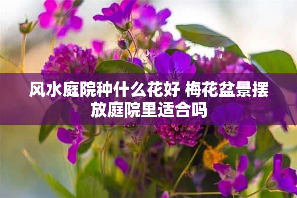 风水庭院种什么花好 梅花盆景摆放庭院里适合吗