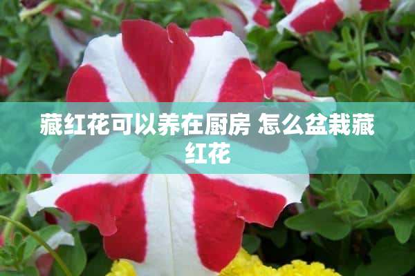 藏红花可以养在厨房 怎么盆栽藏红花