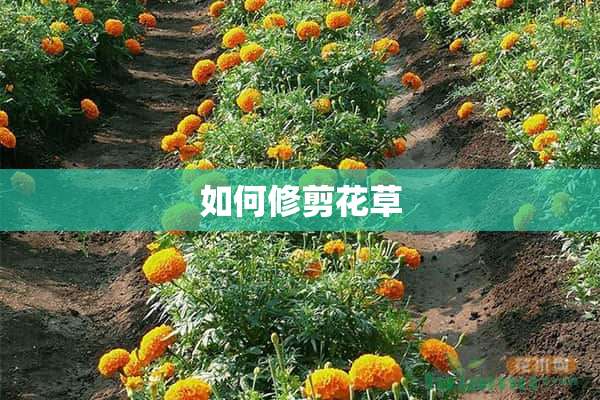 如何修剪花草