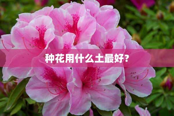 种花用什么土最好？