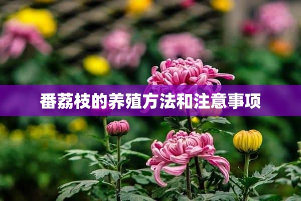 番荔枝的养殖方法和注意事项