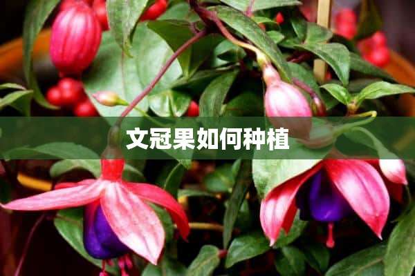 文冠果如何种植