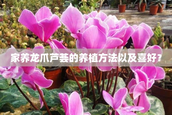 家养龙爪芦荟的养植方法以及喜好？