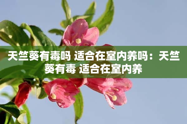 天竺葵有毒吗 适合在室内养吗：天竺葵有毒 适合在室内养