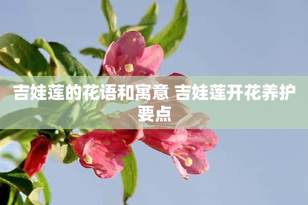 吉娃莲的花语和寓意 吉娃莲开花养护要点