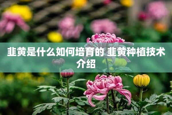 韭黄是什么如何培育的 韭黄种植技术介绍