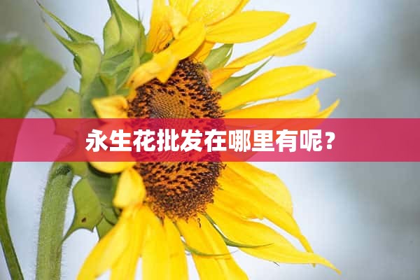 永生花批发在哪里有呢？