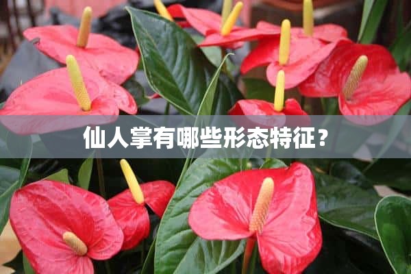 仙人掌有哪些形态特征？