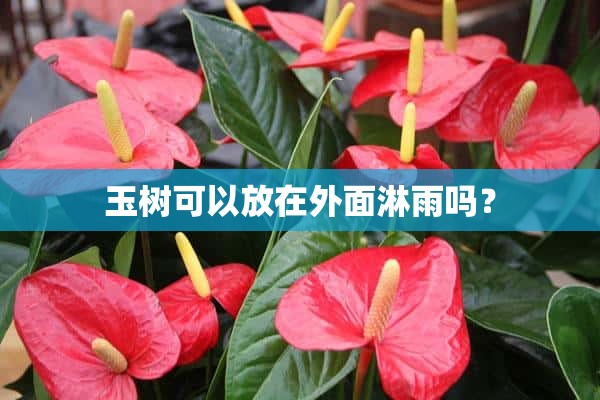 玉树可以放在外面淋雨吗？