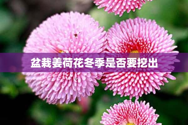 盆栽姜荷花冬季是否要挖出