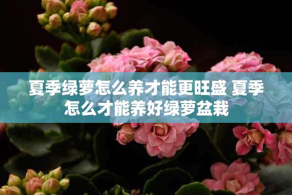 夏季绿萝怎么养才能更旺盛 夏季怎么才能养好绿萝盆栽