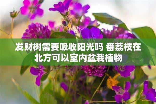 发财树需要吸收阳光吗 番荔枝在北方可以室内盆栽植物