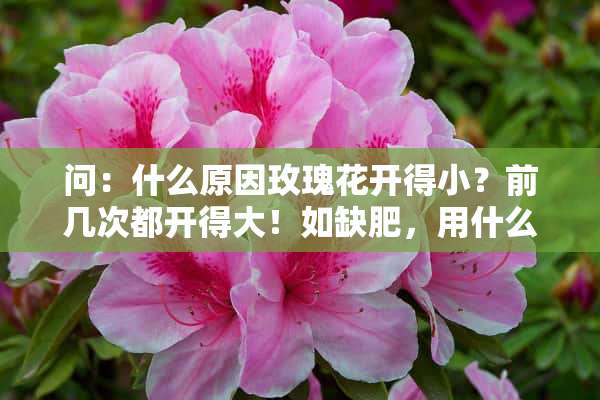 问：什么原因玫瑰花开得小？前几次都开得大！如缺肥，用什么肥料好？谢谢