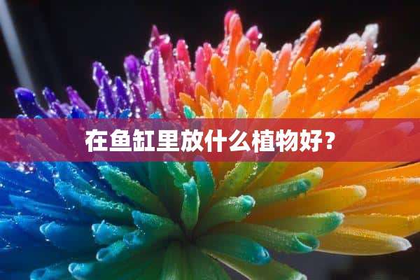 在鱼缸里放什么植物好？