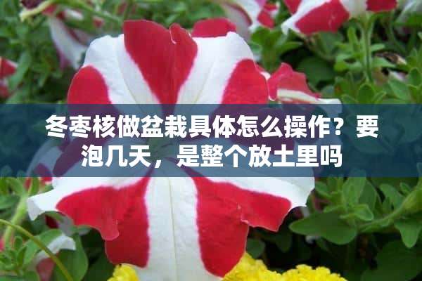 冬枣核做盆栽具体怎么操作？要泡几天，是整个放土里吗