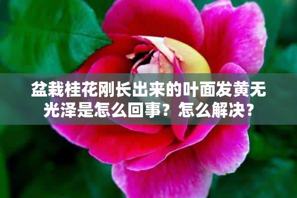 盆栽桂花刚长出来的叶面发黄无光泽是怎么回事？怎么解决？