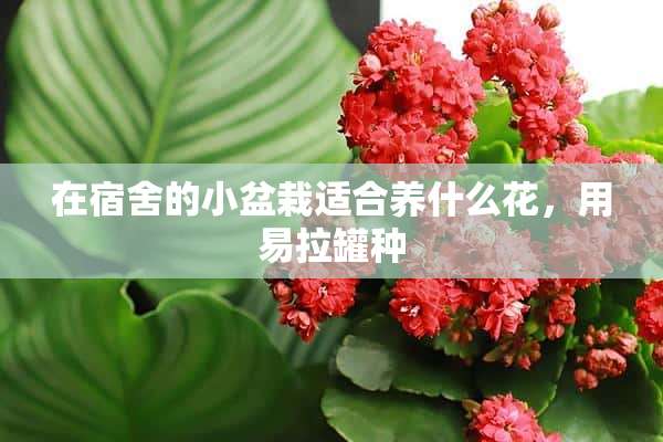 在宿舍的小盆栽适合养什么花，用易拉罐种